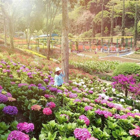 10 Tempat Wisata Bunga Di Malang yang Memesona dan Instagramable!